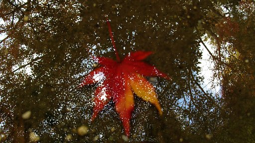 沈む紅葉