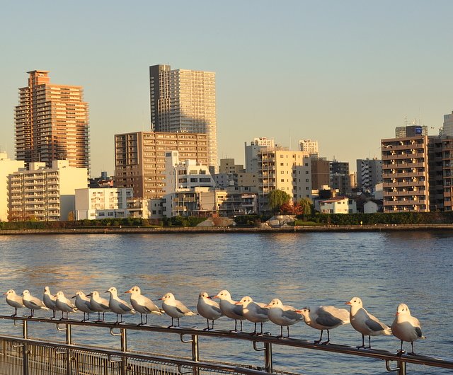 墨田川の光景