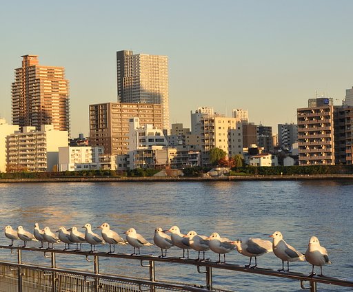 墨田川の光景