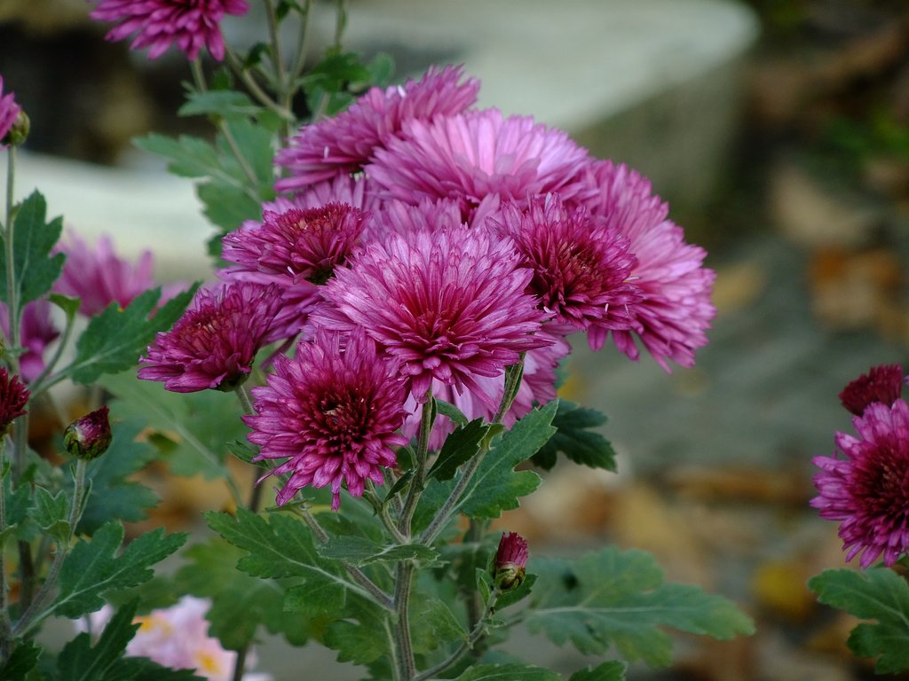 花