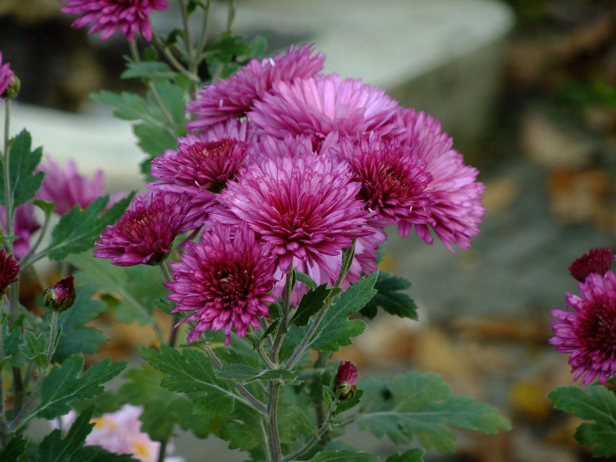 花