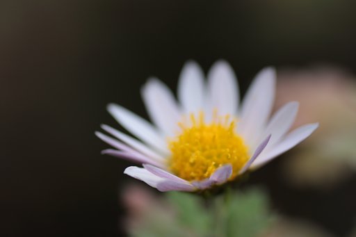 菊