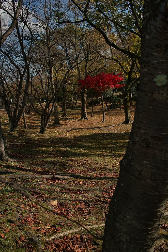 木立の秋
