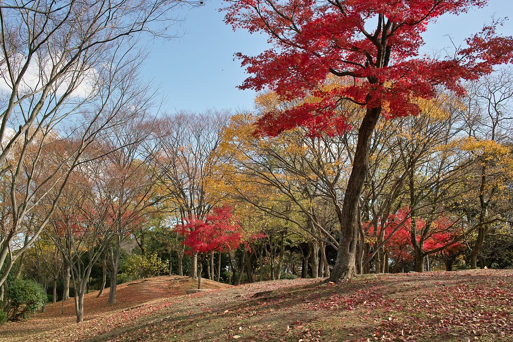 【写真しりとり】キラキラと行く秋　→　「き」 (1)