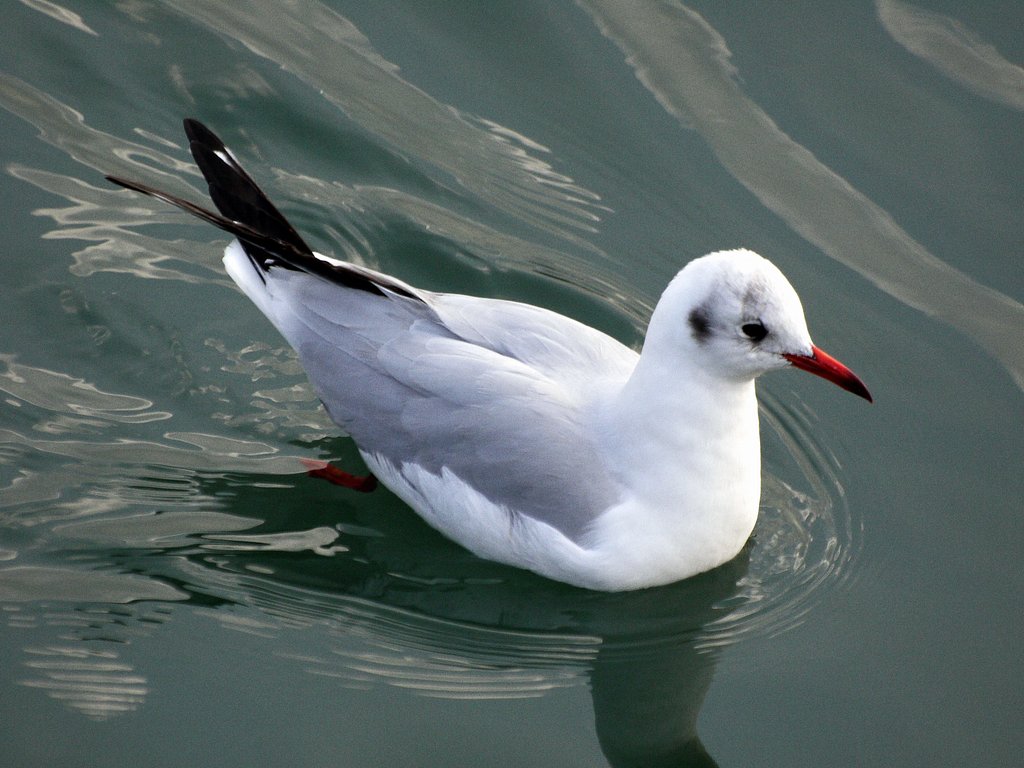 ユリカモメの成鳥