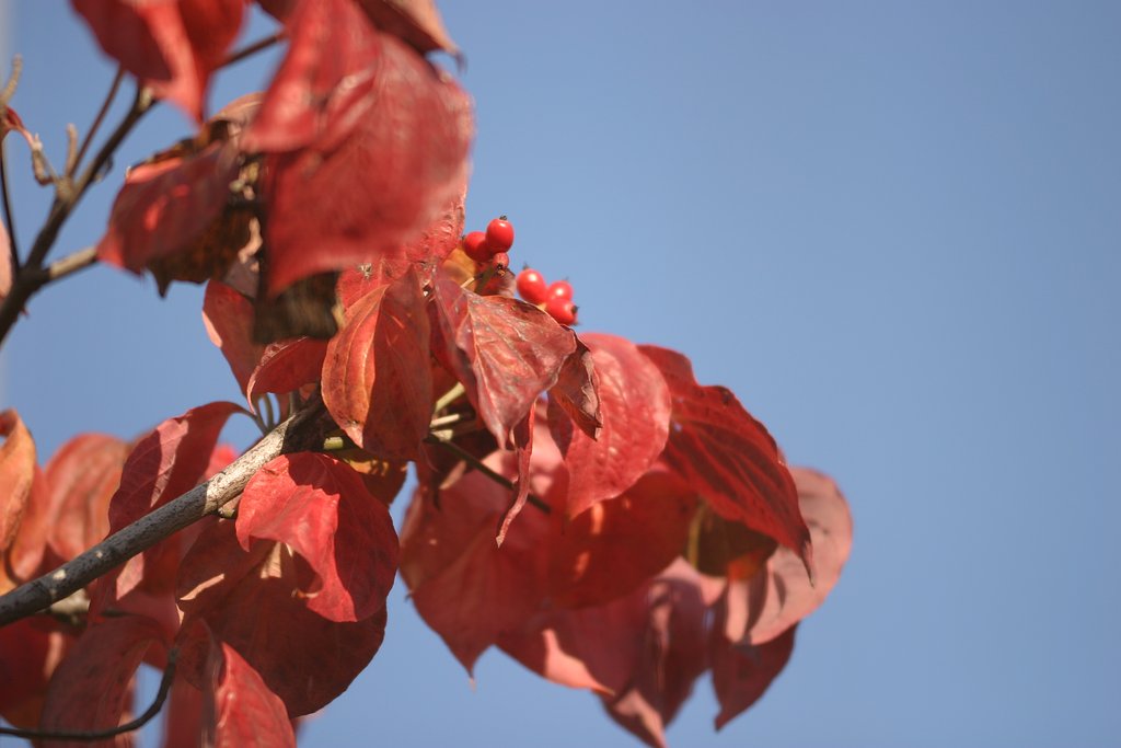 お隣さんの紅葉〜その2