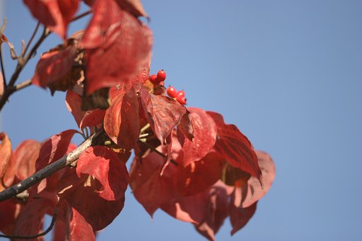 お隣さんの紅葉〜その2