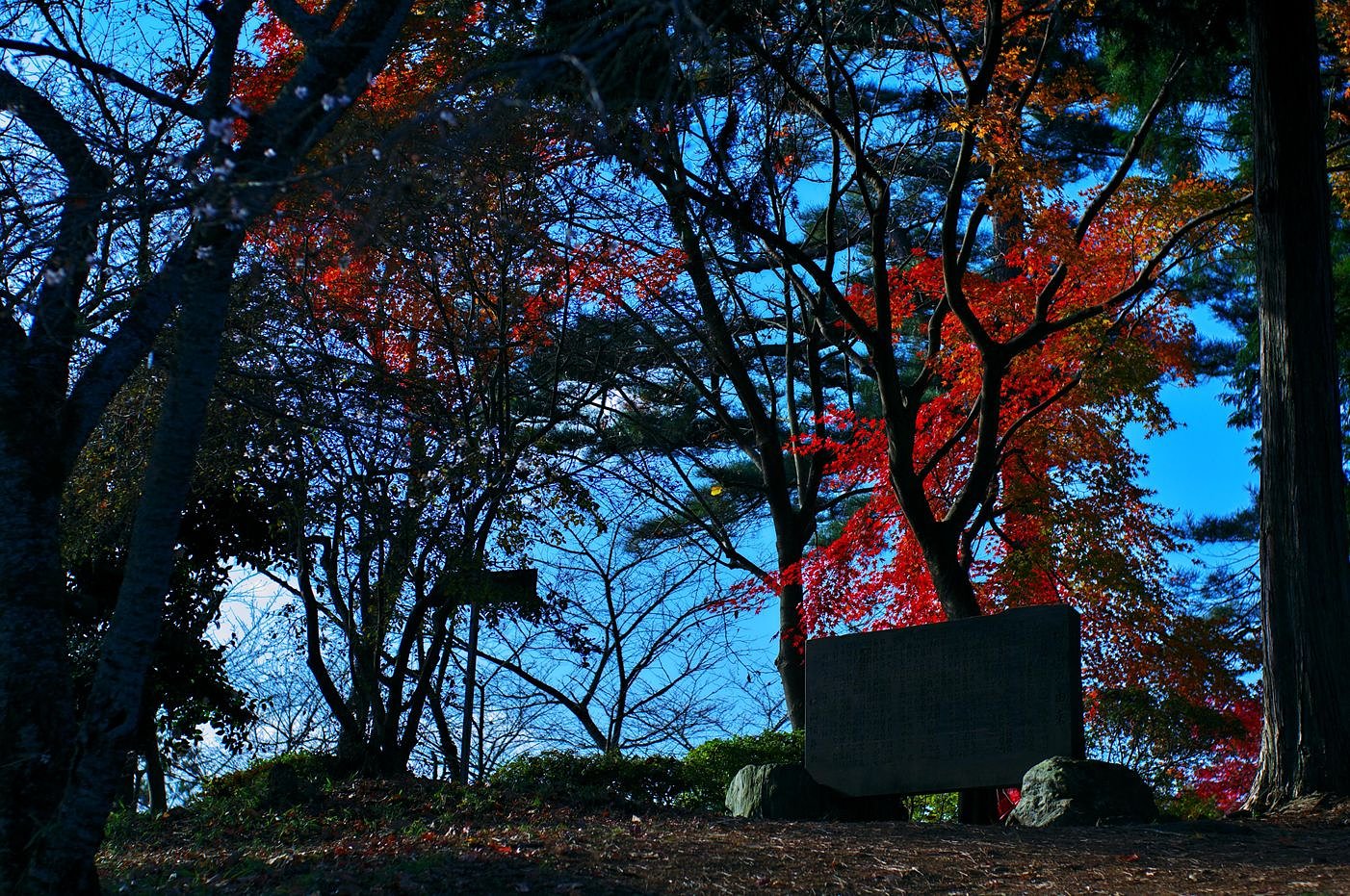 透過・・・