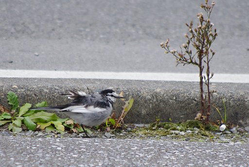 びっこちゃん