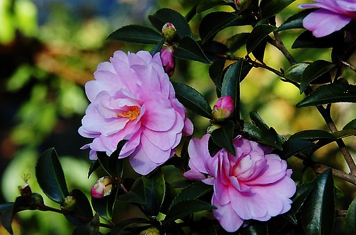 【Ｘ】山茶花の道