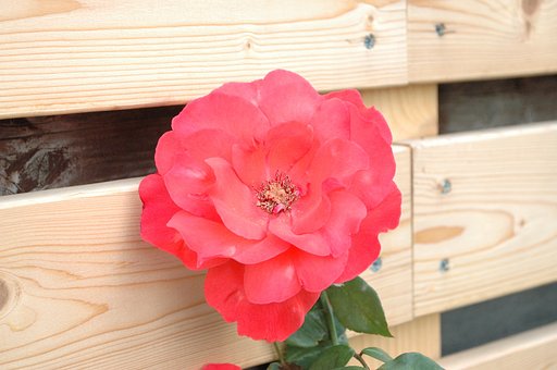 【この色　好き！】赤い薔薇