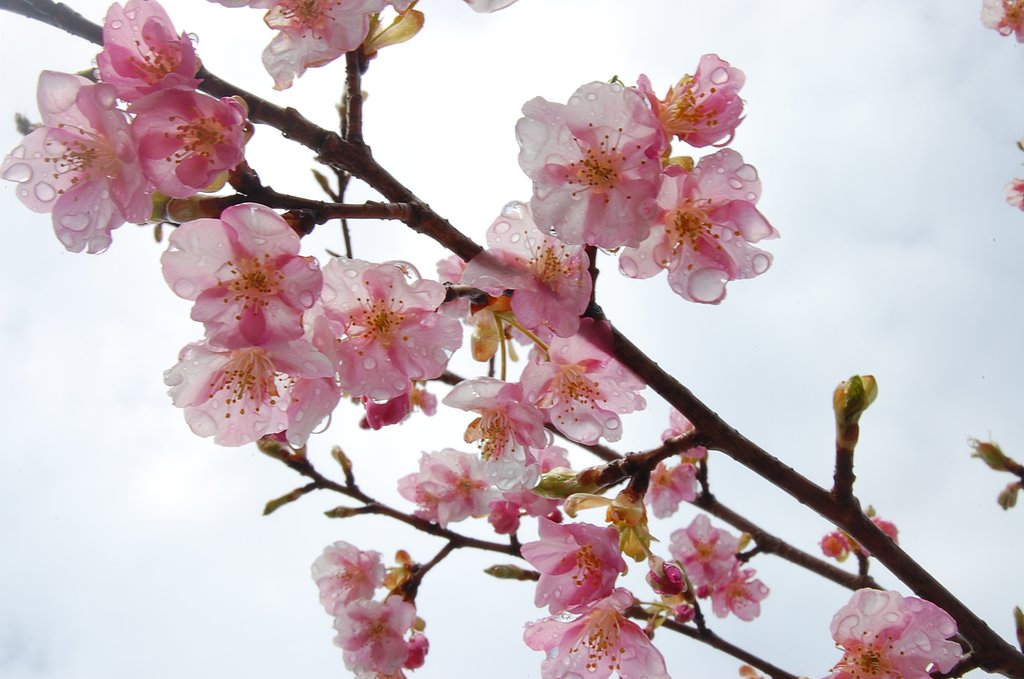 雨の日の桜