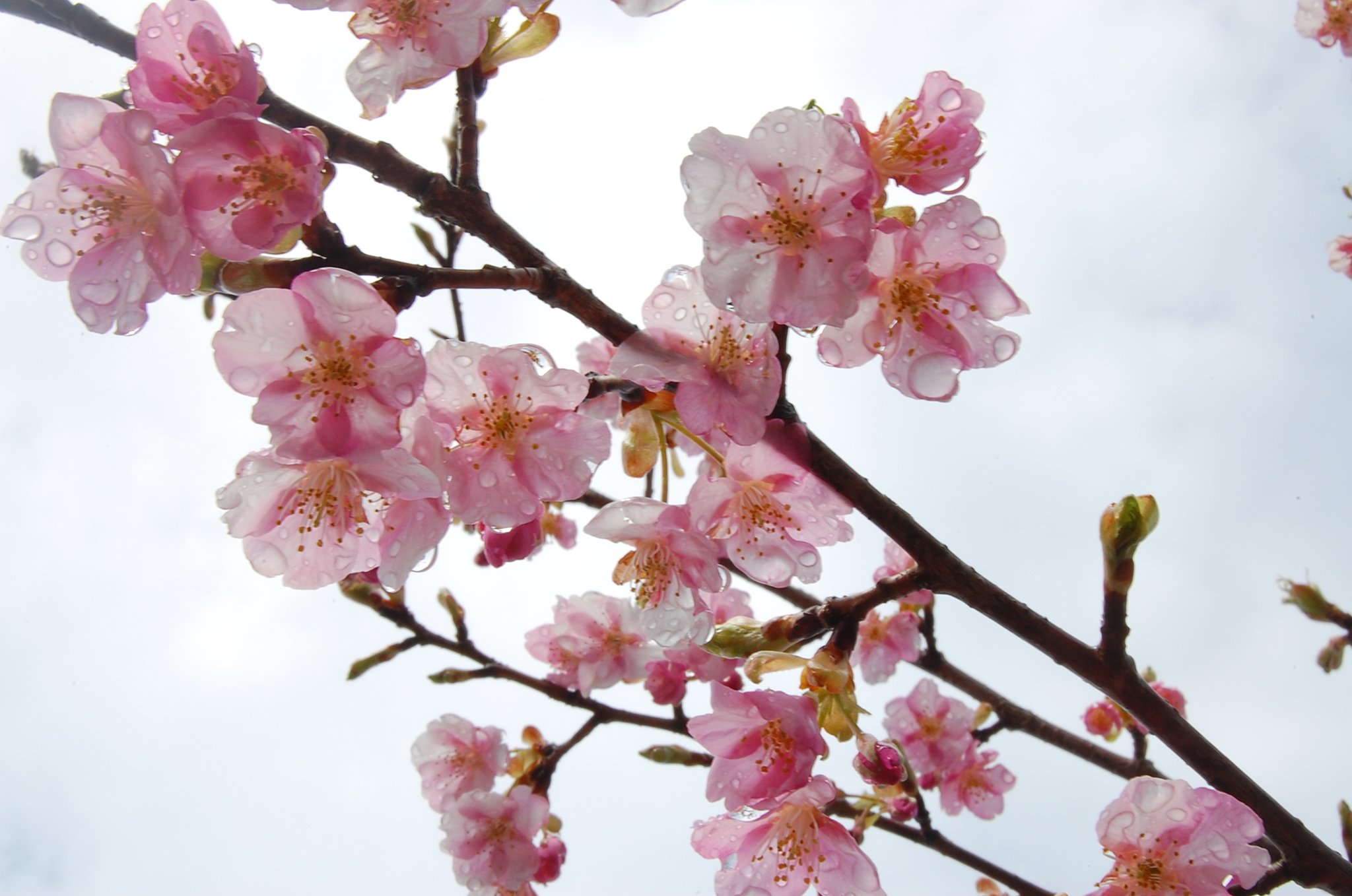 雨の日の桜