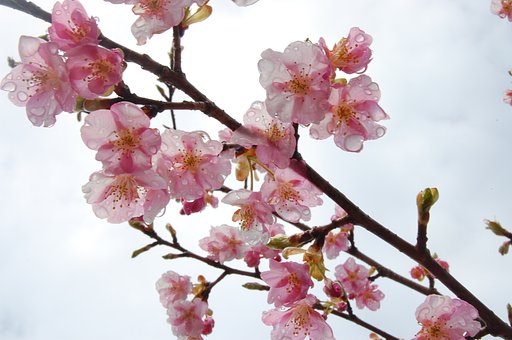 雨の日の桜