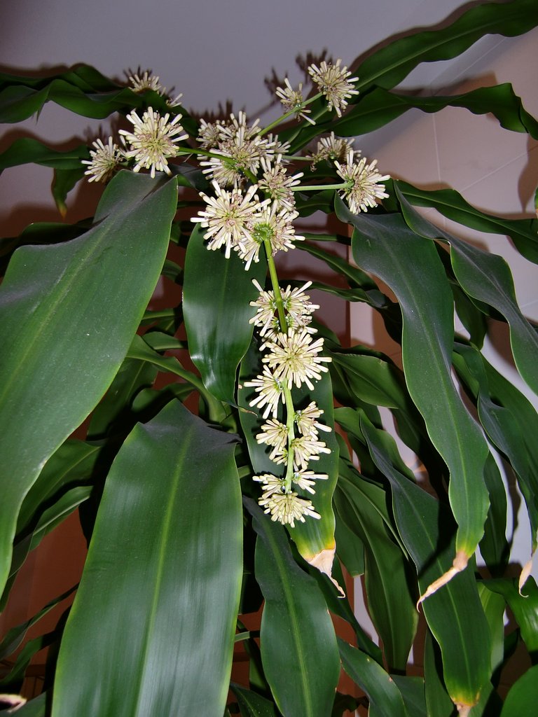 「幸福の木」の花