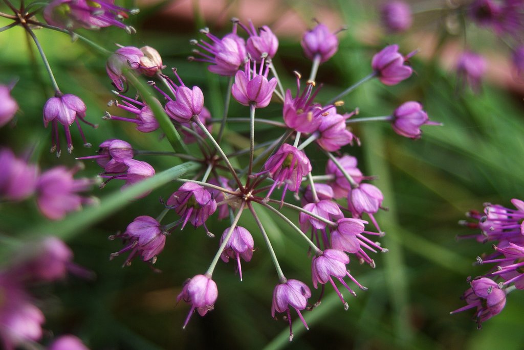 ラッキョウの花満開