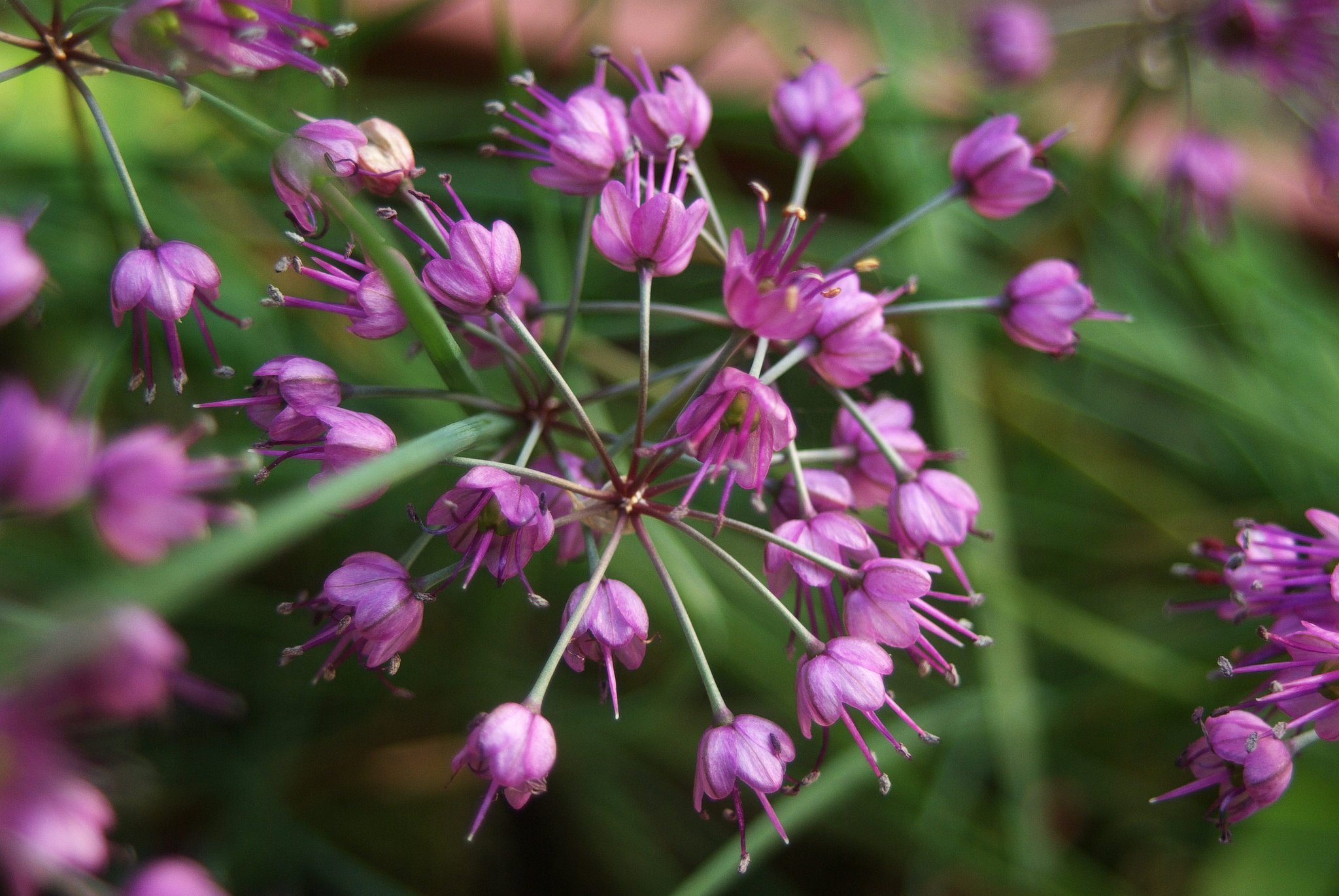 ラッキョウの花満開