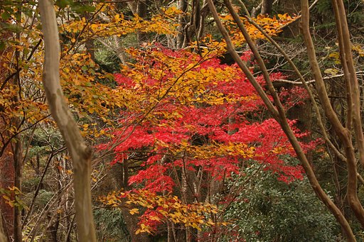 里山の紅葉