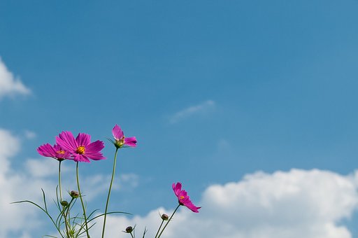 秋桜。