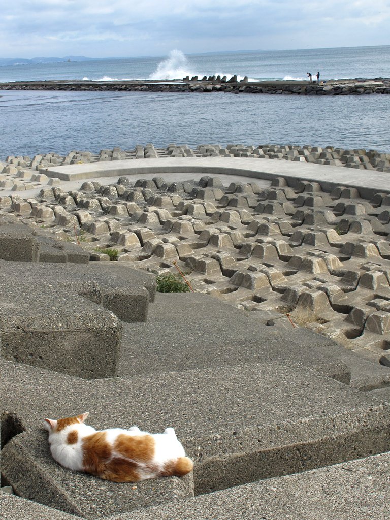 湘南の海とニャン