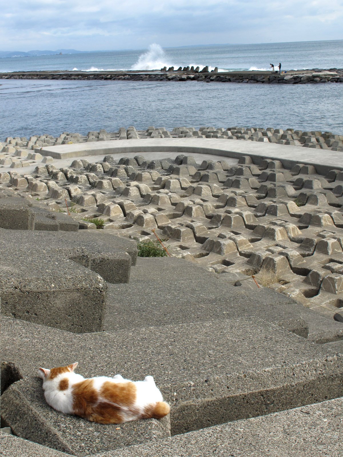 湘南の海とニャン