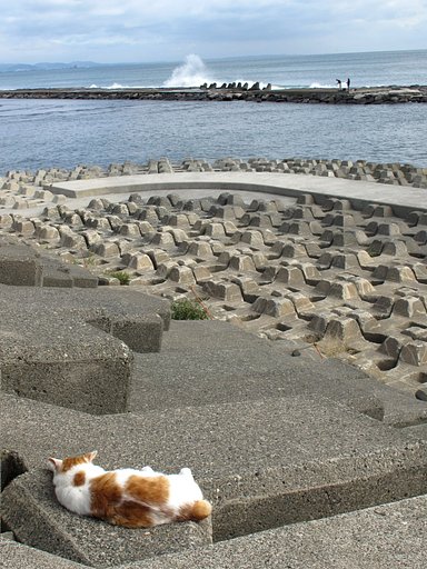 湘南の海とニャン