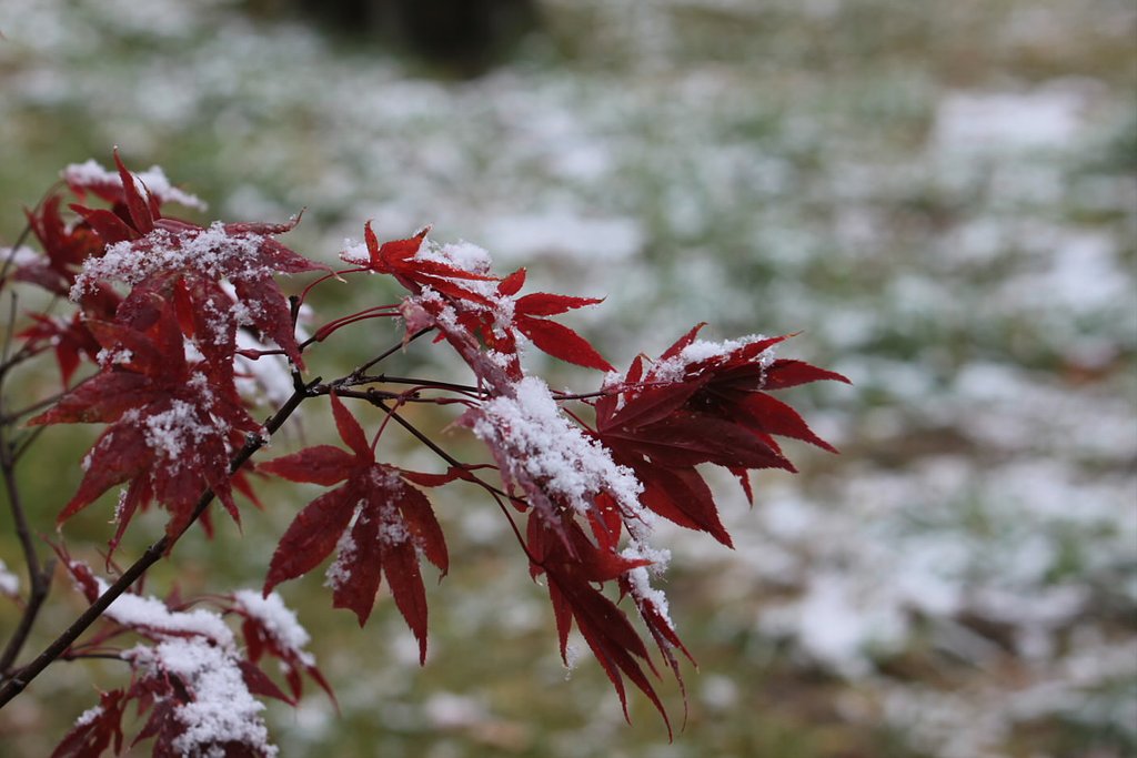 雪化粧（モミジ）