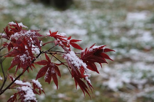 雪化粧（モミジ）