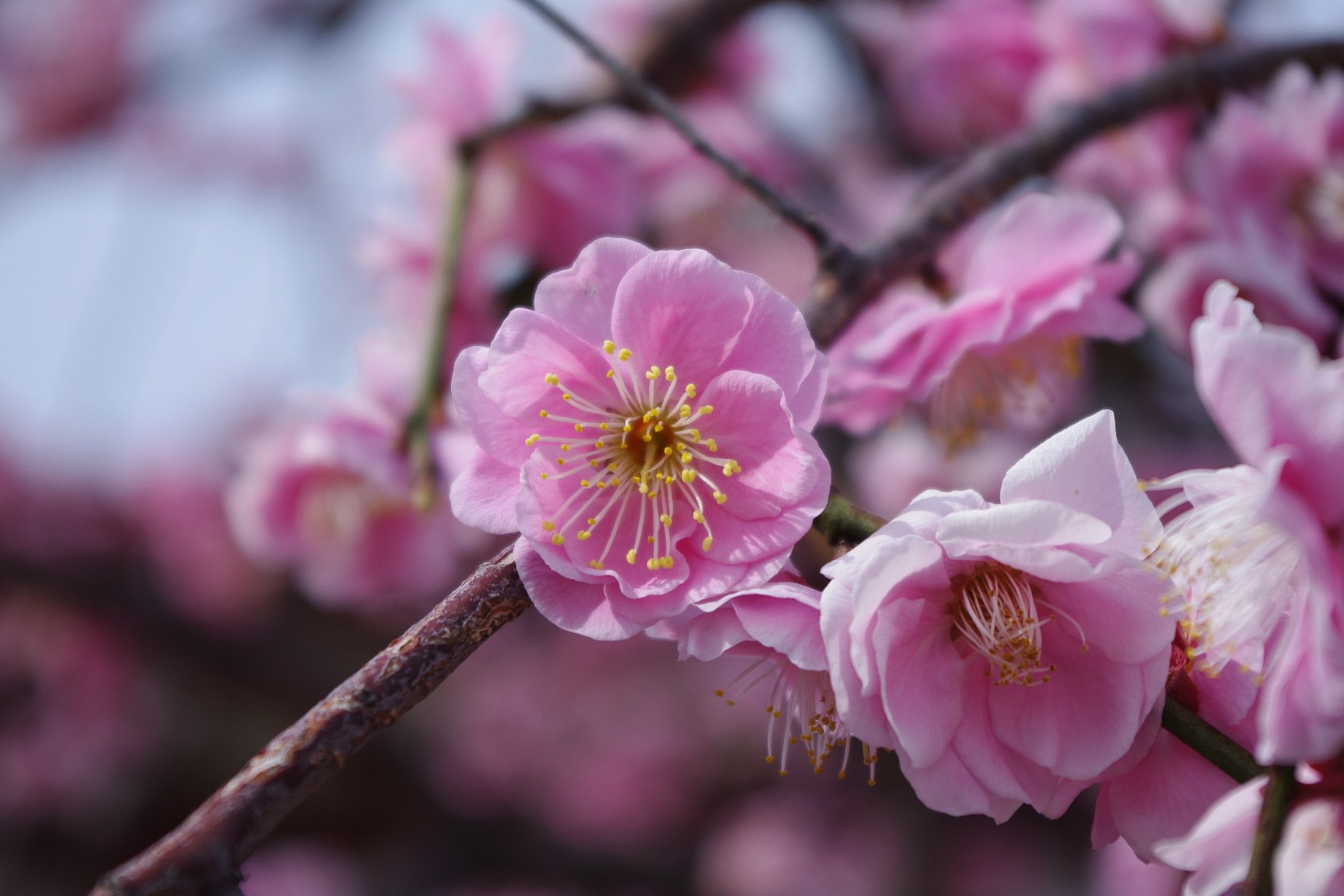 梅の花