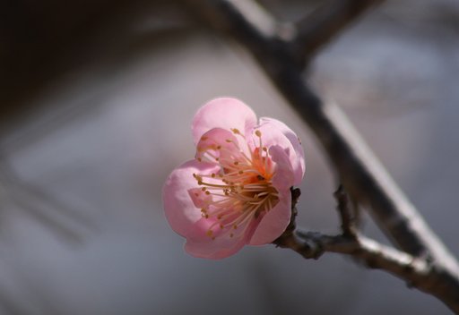 薄紅色