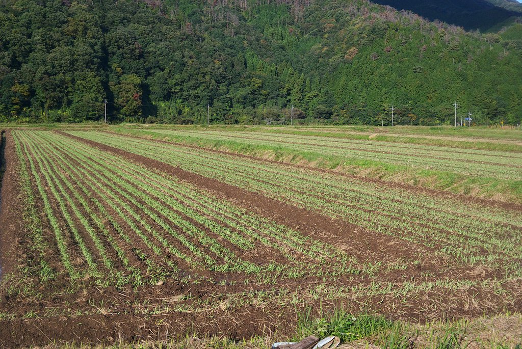 冬場の減反作物