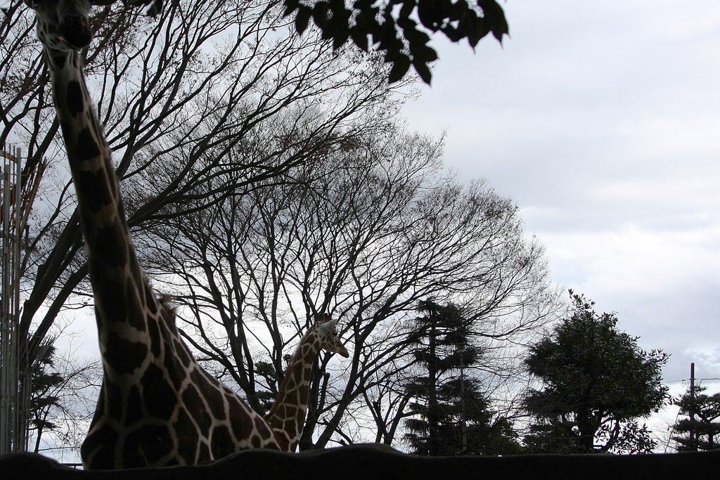 初冬の動物園
