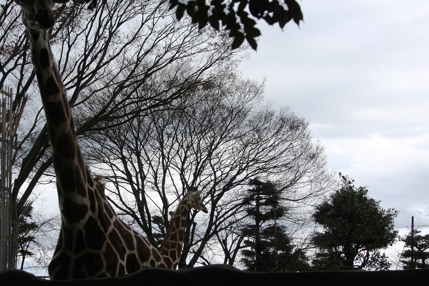 初冬の動物園