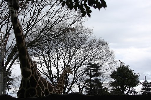 初冬の動物園