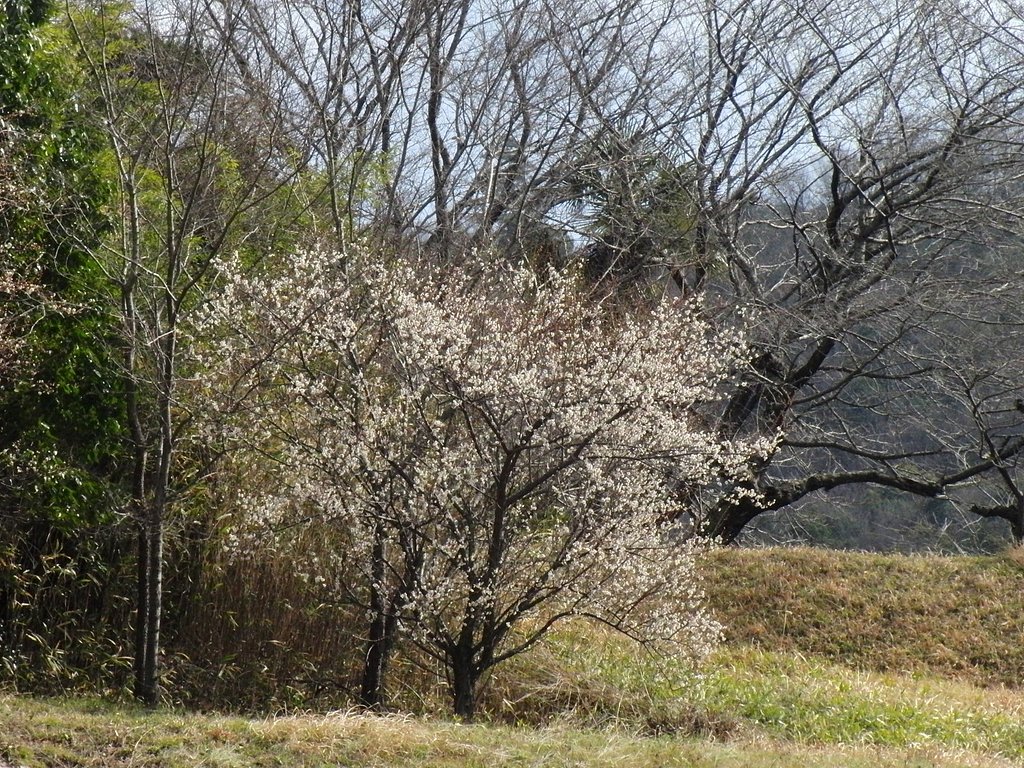 梅は咲いたが〜♪