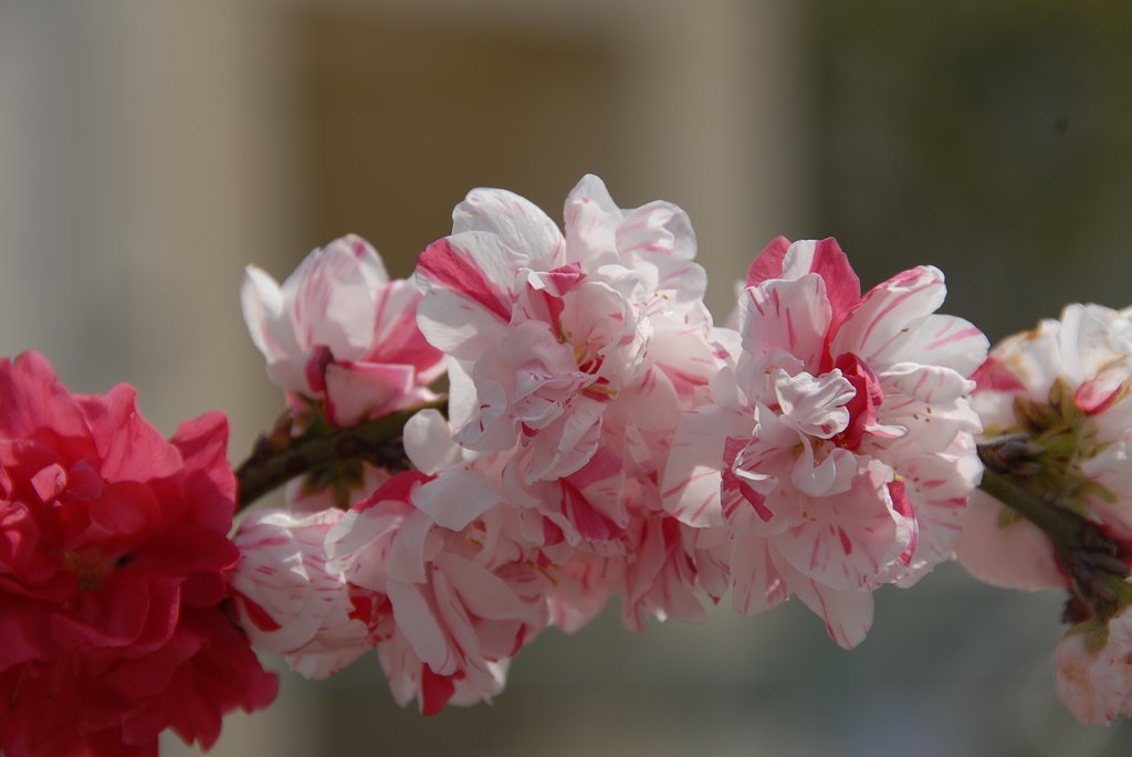梅桜？