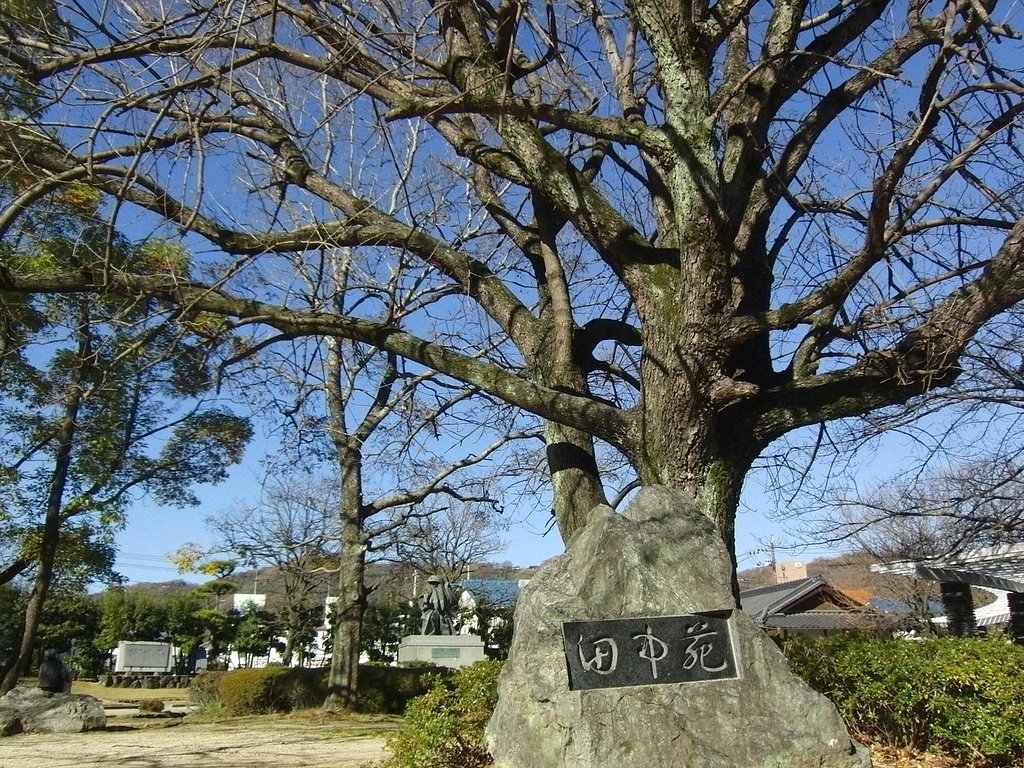 裸のカイノキ
