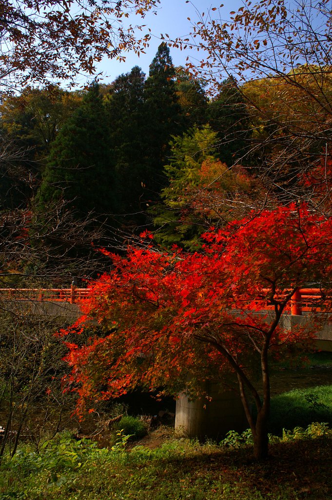 日本全国　紅葉日和？