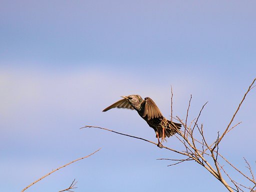 ホシムドリの飛びだしA