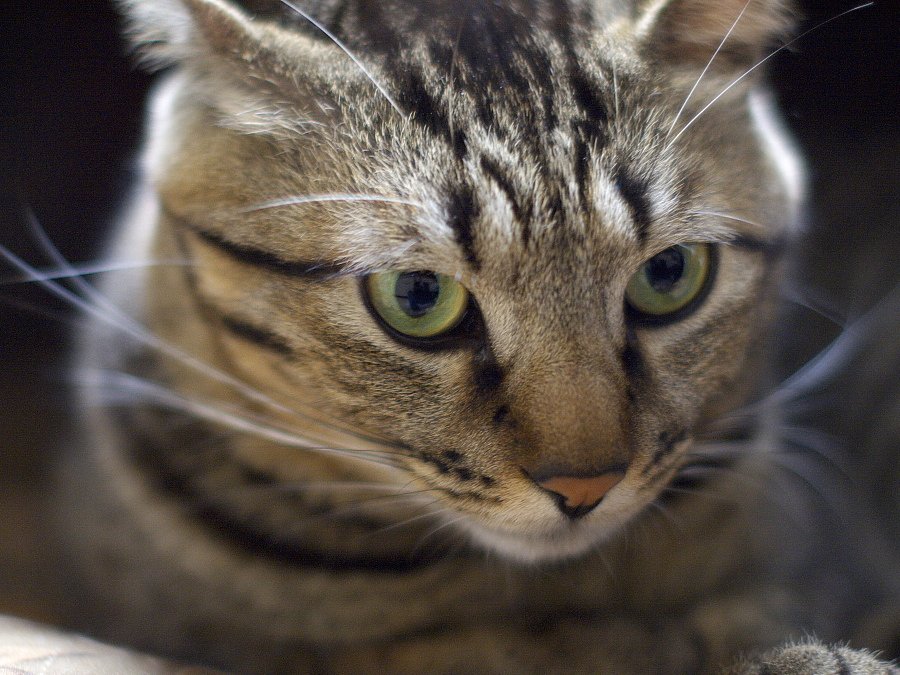 (この色好き）CatsEye