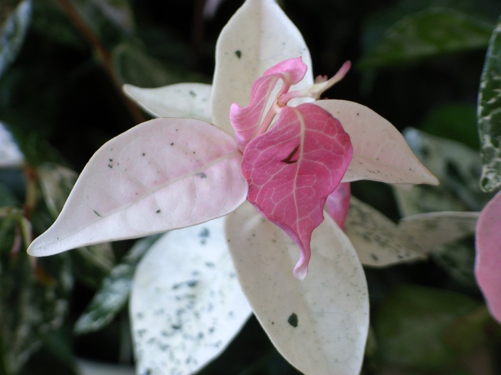 【この色　好き！】新芽
