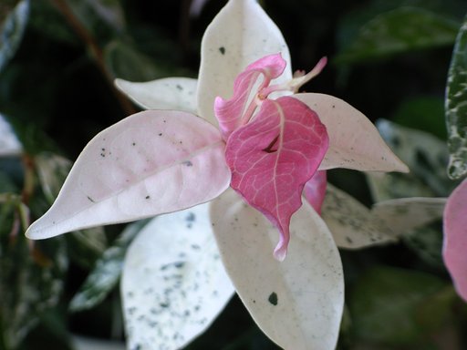 【この色　好き！】新芽