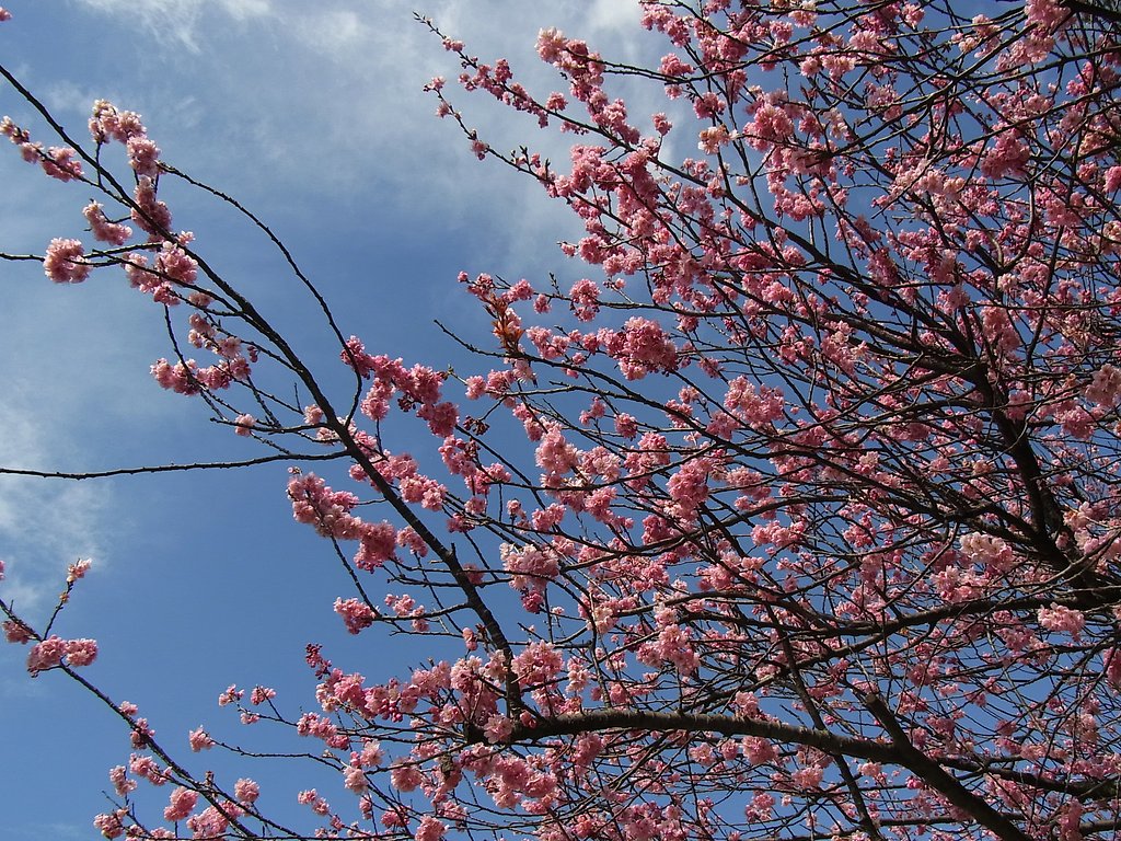 桜