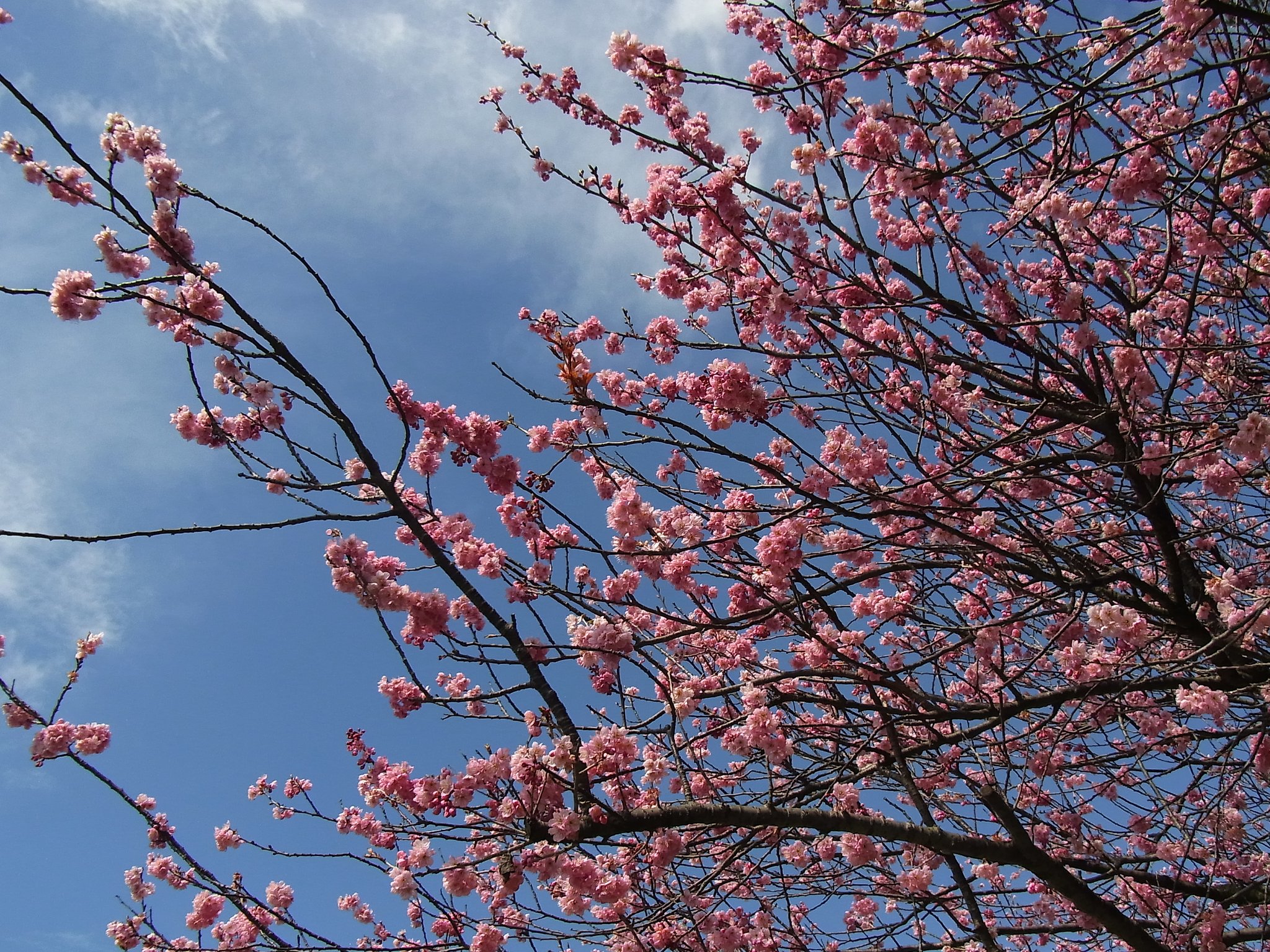 桜