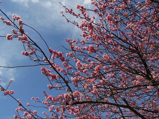桜
