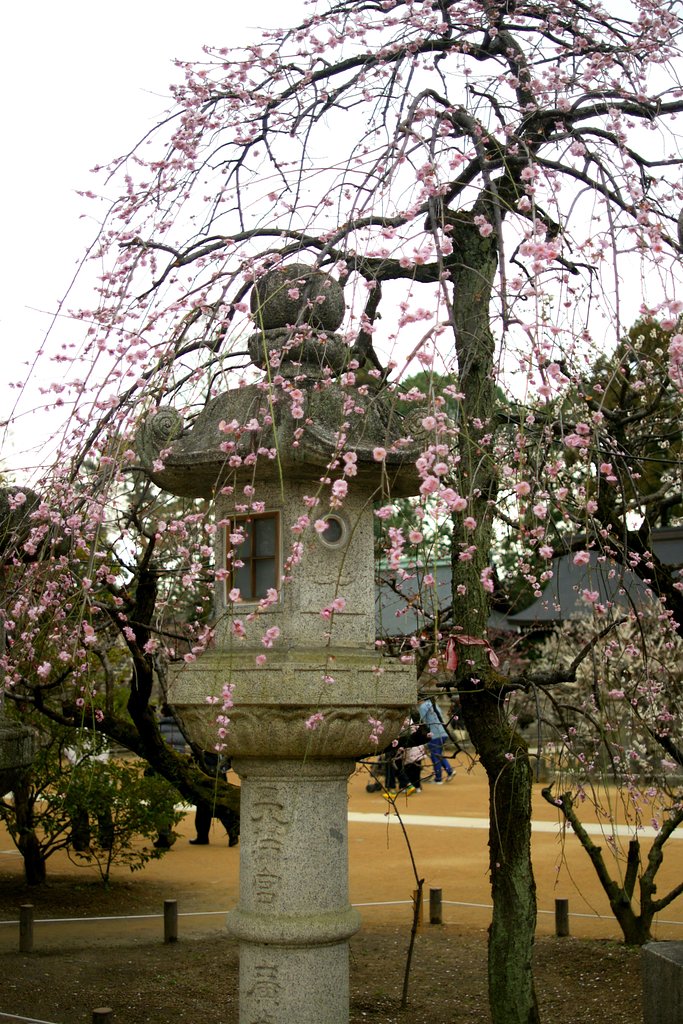 北野天満宮の梅