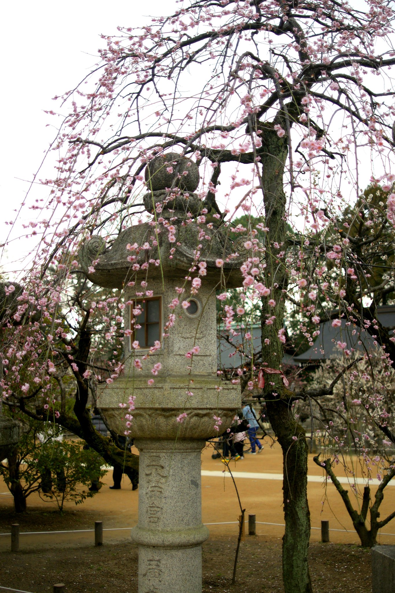 北野天満宮の梅