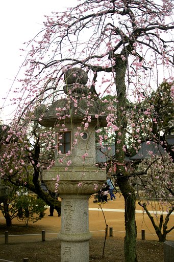 北野天満宮の梅