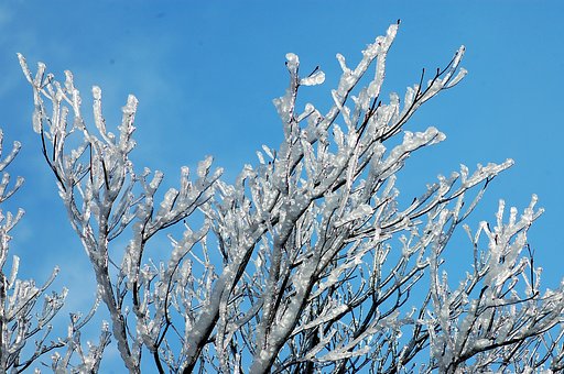 樹氷