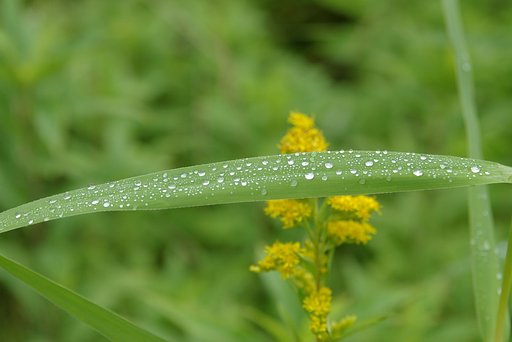 葉の上の朝露